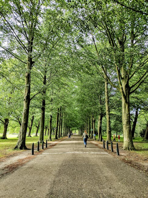 A tree-lined pathway in a park with tall, green deciduous trees on both sides, their branches forming a canopy overhead. The wide, gravel or paved walkway is bordered by low black posts and extends into the distance where a few pedestrians are visible, some walking and others standing. The scene is well-lit with sunlight filtering through the leaves, casting dappled shadows on the ground. The park appears peaceful and lush, representing a natural setting suitable for leisure activities, and the pathway may be used for casual strolling or access to house removals and moving services in the area, such as those offered by Man and Van Holland Park.