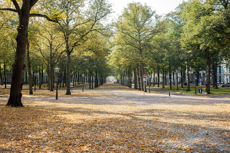 A tree-lined pathway in a park with tall, green deciduous trees on both sides, their branches forming a canopy overhead. The wide, gravel or paved walkway is bordered by low black posts and extends into the distance where a few pedestrians are visible, some walking and others standing. The scene is well-lit with sunlight filtering through the leaves, casting dappled shadows on the ground. The park appears peaceful and lush, representing a natural setting suitable for leisure activities, and the pathway may be used for casual strolling or access to house removals and moving services in the area, such as those offered by Man and Van Holland Park.